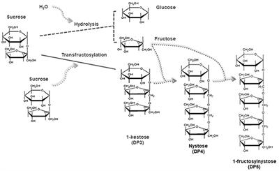 Technological Aspects of the Production of Fructo and Galacto-Oligosaccharides. Enzymatic Synthesis and Hydrolysis